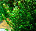 Rotala pearls.jpg