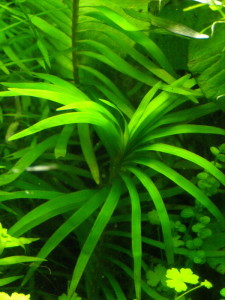 copy_153_azur5.jpg