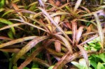 copy_383_copy_16_hygrophila_sp_tiger_logo.jpg