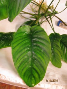 copy_414_Anubias-barteri-var-barteri_4855.jpg