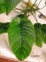 copy_414_Anubias-barteri-var-barteri_4855.jpg