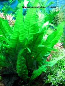 copy_450_tropica.jpg