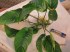 copy_535_Anubias-barteri-var-barteri_4854.jpg