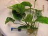 copy_537_Anubias-barteri-var-barteri_4852.jpg