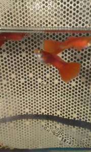 copy_566_IMAG3156.jpg