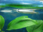 copy_631_copy_446_IMG_2683.gif