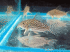 copy_695_copy_730_IMG_2410-2.gif