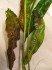 copy_800_copy_915_Cryptocoryne-usteriana02.jpg