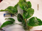 copy_841_Anubias-barteri-var-barteri_4851.jpg