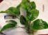 copy_841_Anubias-barteri-var-barteri_4851.jpg