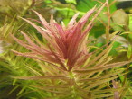 copy_916_copy_301_arom.jpg
