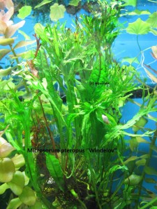 copy_927_IMG_88951.jpg