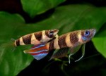 copy_966_phakelnyj-jepiplatis-pseudepiplatys-annulatus.jpg