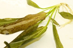 Изображение 3256.jpg