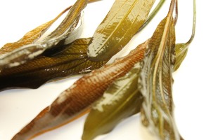 Изображение 3288.jpg