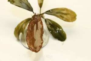 Изображение 3309.jpg