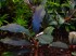 Bucephalandra sp. Cherish - 3.jpg