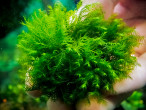 DSCF2788.jpg