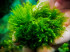 DSCF2788.jpg