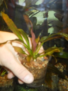 DSCN0153.jpg