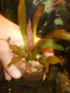 DSCN0154.jpg