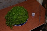 DSC_5845.JPG