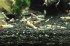 copy_266_copy_430_copy_753_DSC6008.jpg