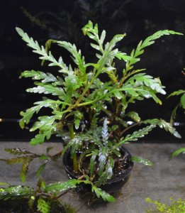 copy_351_copy_939_pinatifida_web1.jpg