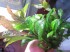 copy_421_IMG_2599.jpg