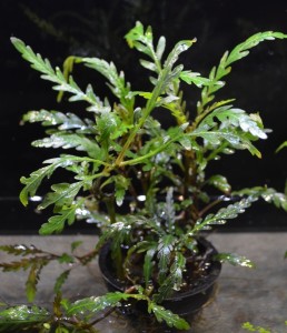 copy_459_copy_693_pinatifida_web2.jpg