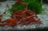 copy_587_copy_935_copy_199_copy_842_DSC_0010.jpg