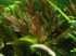 copy_604_red_flame_1.jpg