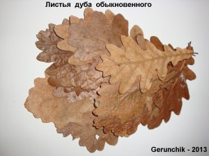 copy_772_copy_701_Листья-дуба.jpg