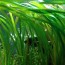 copy_807_vallisneria-gigantea-6151.jpg