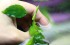 copy_825_MANDUENSIS.jpg
