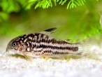 copy_89_copy_526_copy_624_copy_961_copy_779_copy_584_corydoras-nanus.jpg