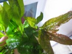 copy_989_IMG_2601.jpg