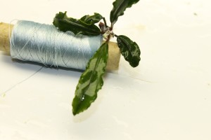 Изображение 3346.jpg