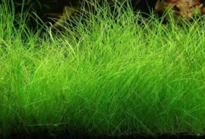 Ситняг крошечный (Eleocharis parvula).jpg