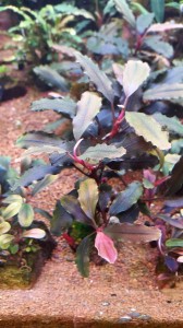 20151213_174309.jpg