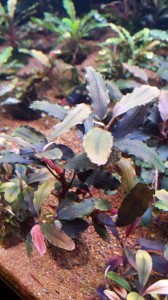 20151213_174332.jpg
