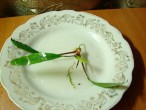7 ангустифолия.jpg