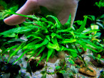 DSCF2854.jpg
