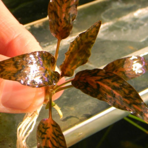 DSCN4465.JPG