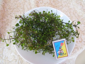 IMG_0564.JPG
