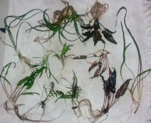 IMG_20151207_211005_478 (2).jpg