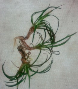 IMG_20151207_211256_948 (2).jpg