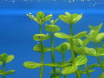 copy_15_copy_769_lindernia.rot1_.jpg