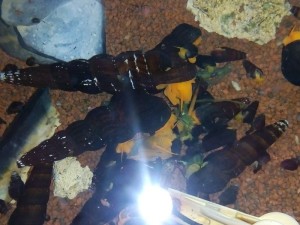 copy_174_IMG_20151203_130427.jpg