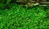copy_258_copy_44_copy_101_copy_584_Marsilea-quadrifolia.jpg